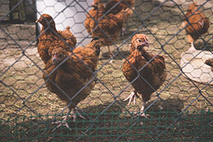 L’importation de poulets au Canada : les formalités douanières