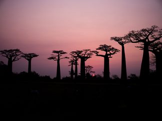 Le parc naturel de Mantadia : Investir à Madagascar dans une perspective de développement durable
